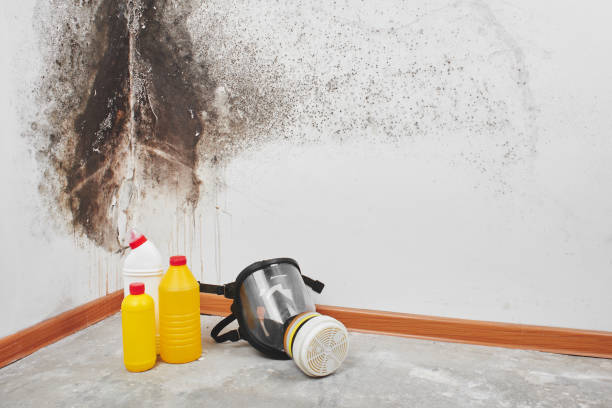 Best HVAC Mold Remediation in Grand Blanc, MI