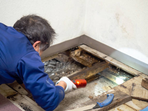 Best Commercial Mold Remediation in Grand Blanc, MI