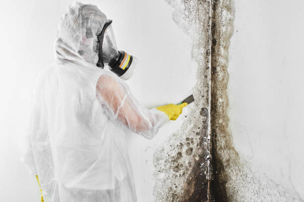 Best White Mold Remediation in Grand Blanc, MI