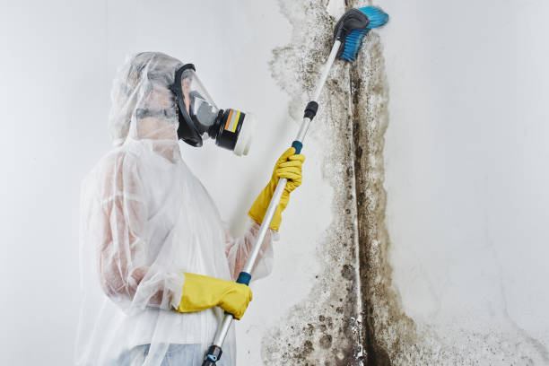 Best Bathroom Mold Remediation in Grand Blanc, MI