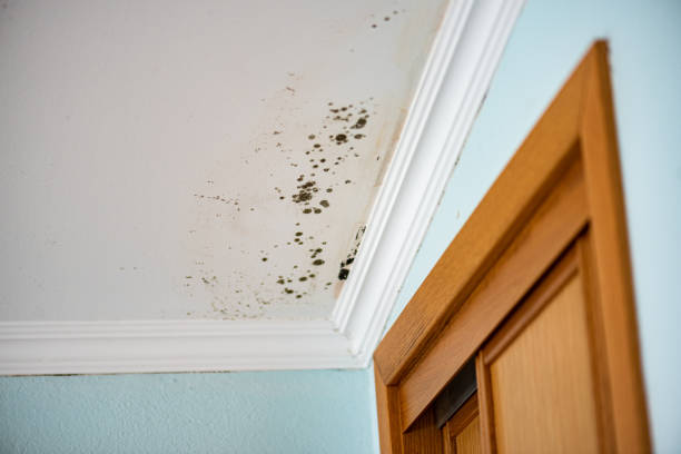Best Black Mold Remediation in Grand Blanc, MI