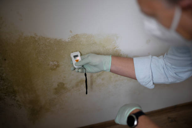 Best Emergency Mold Remediation in Grand Blanc, MI