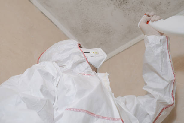 Best Post-Flood Mold Remediation in Grand Blanc, MI